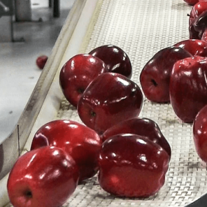manzanas-Niagara-Fresh-Fruit-Co.