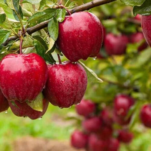what-is-washington-apple-1709275823 what-is-washington-apple-1709275823
