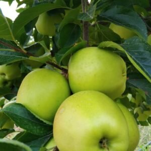 WhatsApp Image 2025-11-19 at 4.57.09 AM